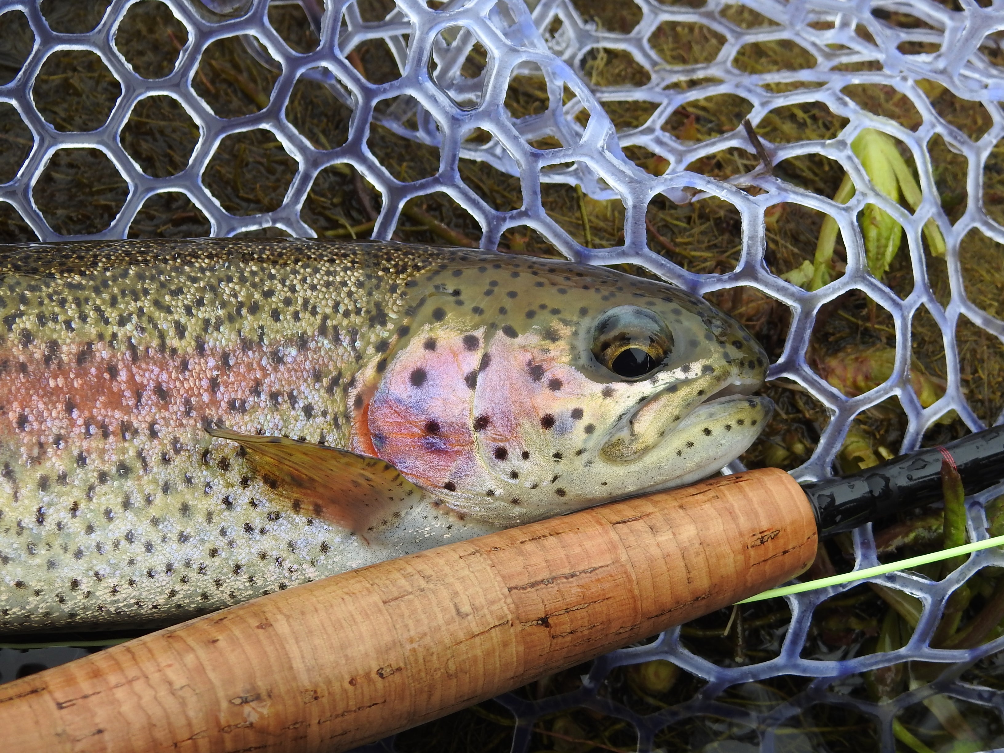 Trout Collection — Page 8 — Discount Tackle
