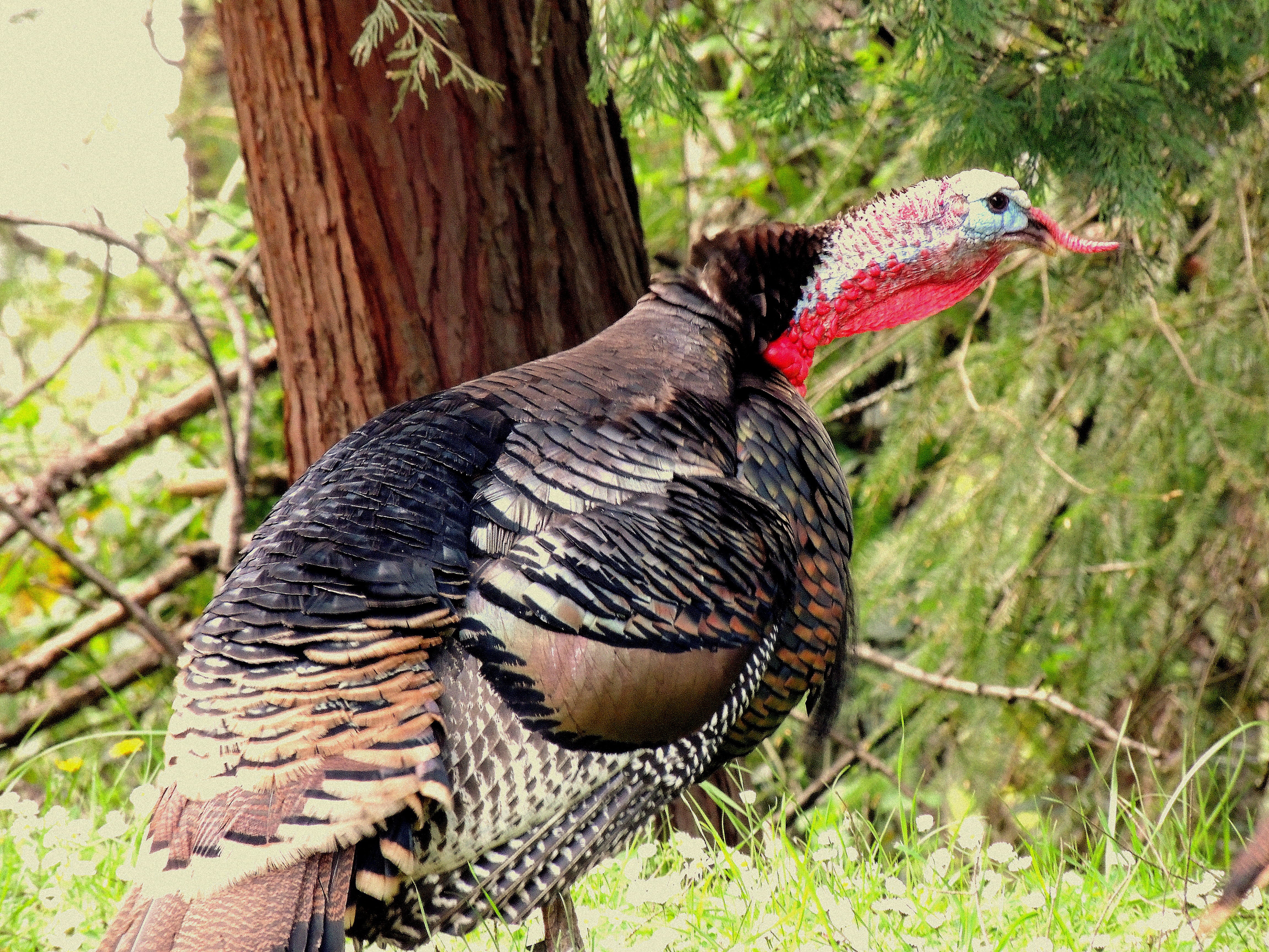 Tips For Wild Turkey Hunting - Work Sharp Sharpeners